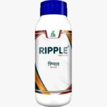 Ripple